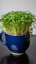 Homegrown Easter Dark blue cup with freshly bred green cress