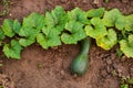 Zucchini on the ground surrounded by leaves