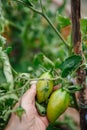 Homegrown, gardening and agriculture consept. Hand holds unripe green tomatoes on a branch. Royalty Free Stock Photo