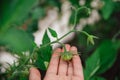 Homegrown, gardening and agriculture consept. Hand holds unripe green tomatoes on a branch.