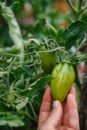 Homegrown, gardening and agriculture consept. Hand holds unripe green tomatoes on a branch. Royalty Free Stock Photo