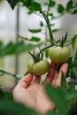 Homegrown, gardening and agriculture consept. Hand holds unripe green tomatoes on a branch. Royalty Free Stock Photo