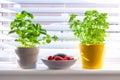 Homegrown herb plants in pots on window parapet. Basil and parsley