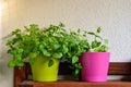 Homegrown herbs in colorful pots