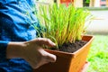 Homegrown lemongrass Royalty Free Stock Photo