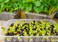 Homegrown Micro Greens