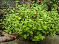 Homegrown mint plant in clay pot Royalty Free Stock Photo