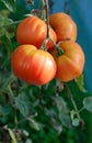 Tomato crack decease on homegrown fruit close