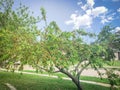 Homegrown peach tree abundance fruits on tree branches and ground at front yard of residential house near Dallas, Texas