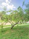 Homegrown peach tree abundance fruits on tree branches and ground at front yard of residential house near Dallas, Texas Royalty Free Stock Photo