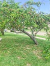 Homegrown peach tree abundance fruits on tree branches and ground at front yard of residential house near Dallas, Texas Royalty Free Stock Photo