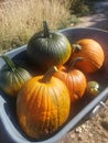 Homegrown pumpkins stacked in a wheelbarrow
