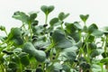 Homegrown radish microgreen sprouts macro close up. Concept of health and growth. Modern gastronomy