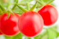 Cherry tomatoes on the branch close up Royalty Free Stock Photo