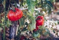 Homegrown Red Fresh Tomato In A Garden. Red organic tomato plant Royalty Free Stock Photo