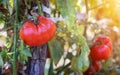 Homegrown Red Fresh Tomato In A Garden. Red organic tomato plant Royalty Free Stock Photo