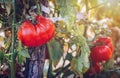 Homegrown Red Fresh Tomato In A Garden. Red organic tomato plant Royalty Free Stock Photo