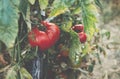 Homegrown Red Fresh Tomato In A Garden. Red organic tomato plant Royalty Free Stock Photo