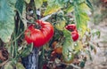 Homegrown Red Fresh Tomato In A Garden. Red organic tomato plant and fruit in the summer light. Bio garden with tomatoes. Homemade Royalty Free Stock Photo