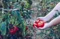 Homegrown Red Fresh Tomato In A Garden. Red organic tomato plant Royalty Free Stock Photo