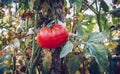 Homegrown Red Fresh Tomato In A Garden. Red organic tomato plant Royalty Free Stock Photo