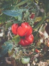 Homegrown Red Fresh Tomato In A Garden. Red organic tomato plant Royalty Free Stock Photo