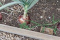 Organic homegrown red onions with purplish-red skin bulb ready to harvest at homestead garden near Dallas, Texas, USA Royalty Free Stock Photo