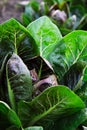 Homegrown red organic radicchio in open air. Royalty Free Stock Photo