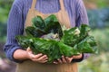 Homegrown red organic radicchio, open air Royalty Free Stock Photo