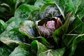 Homegrown red organic radicchio, open air. Royalty Free Stock Photo