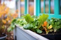 homegrown salad greens in a window box garden Royalty Free Stock Photo