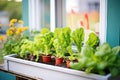 homegrown salad greens in a window box garden Royalty Free Stock Photo