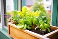 homegrown salad greens in a window box garden Royalty Free Stock Photo