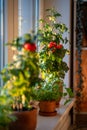 Homegrown small bush of balcony cherry red tomato in clay pot growing on windowsill at home.