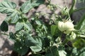 Homegrown Tomatoes. A bush of unripe homemade products