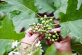 Homegrown vegetable. Hand of gardener kepping Turkey berry or Pea Eggplant with sunlight in garden