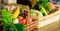 Homegrown vegetables. Fresh organic vegetables in wicker basket and wooden box. Fall harvest concept. Vegetables from Royalty Free Stock Photo
