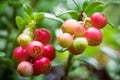 Details of cowberry Vaccinium vitis-idaea outside on the plant with stem and leaves on unsharp natural background