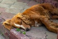 Homeless abandoned brown dog portrait sleeping in the street.