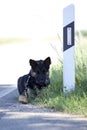 homeless abandoned dog leave alone on streetside waiting for animal shelter Royalty Free Stock Photo