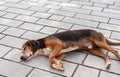 Homeless abandoned dog sleeping on the city street. Brown stray dog sleeping on a walkway