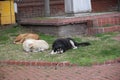 Homeless abandoned dogs sleeping on the street