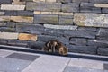 Brown homeless cat drinking water from narrow stone channel in the city. Stone texture wall at background Royalty Free Stock Photo