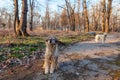 Homeless animals in the park