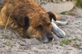 A sad, lonely, old dog lies on the sand, on the street. life without people in an animal shelter. Homeless Animals Rights