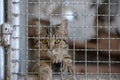 Homeless animals series. Tiny tabby kitten in a cage looking at camera out through the bars for freedom Royalty Free Stock Photo