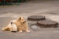 A cat and a dog are sitting together on the sidewalk
