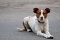 Homeless attentive dog looking ahead Royalty Free Stock Photo