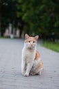 Homeless beautiful emotional white red cat sitting on warm road summer evening