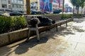 Homeless beggar dirty man sleeping on a bench under a tree on the street, in the background the city, traffic, shopping Royalty Free Stock Photo